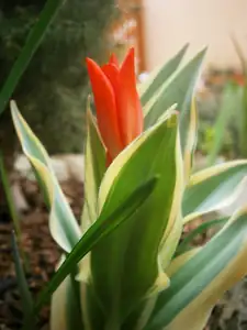 První tulipán