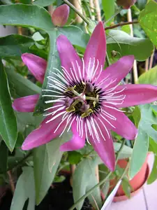 P. violacea x caerulea