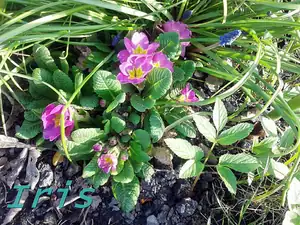 iris66 — 23. dubna 2013