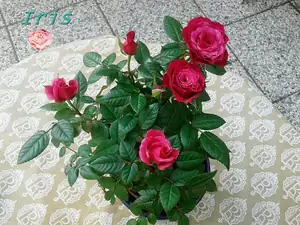 iris66 — 23. dubna 2013