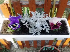 iris66 — 23. dubna 2013