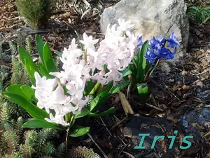 iris66 — 23. dubna 2013
