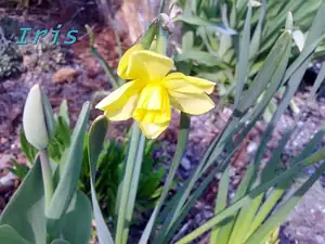 iris66 — 23. dubna 2013