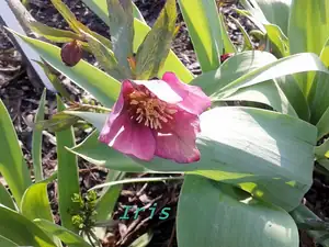 iris66 — 23. dubna 2013