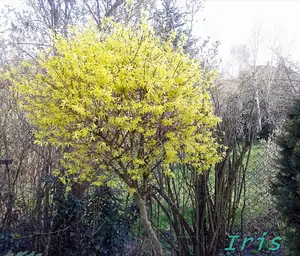 iris66 — 23. dubna 2013