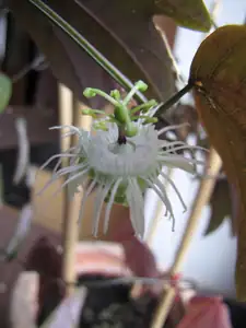 P. trifasciata
