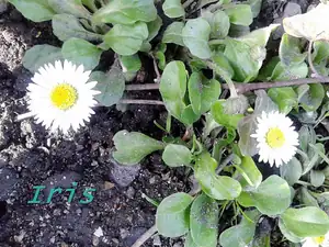 iris66 — 23. dubna 2013