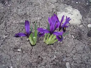 Maariee — 26. dubna 2013