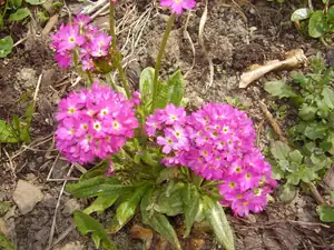 Maariee — 26. dubna 2013
