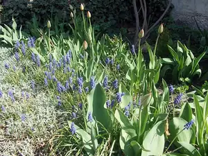iris66 — 26. dubna 2013