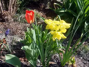 iris66 — 26. dubna 2013
