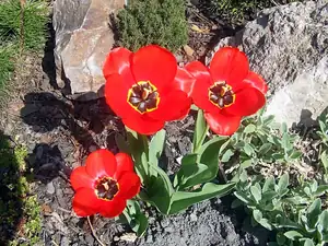 iris66 — 26. dubna 2013