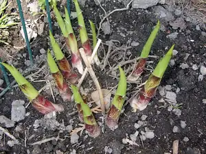 hosta už vystrkuje růžky