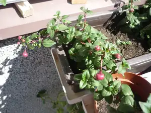 Fuchsie