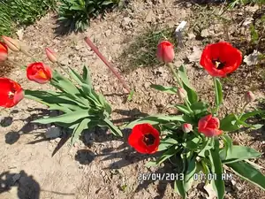 Tulip