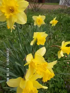 Narcis