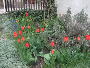 iris66 — 27. dubna 2013