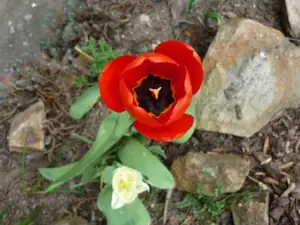 V hlavní roli tulipány