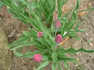 tulip.