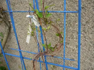 clematis už se zelená