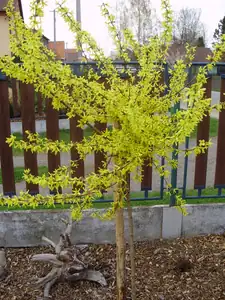 Zlatice vypěstovaná z odkopku