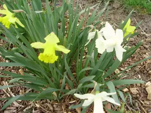 Narcis