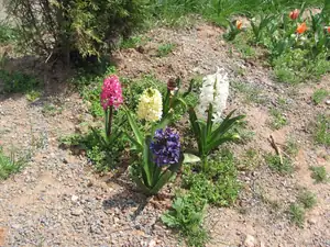 Hyacinty