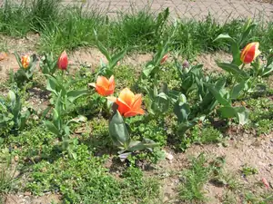 Tulipánky