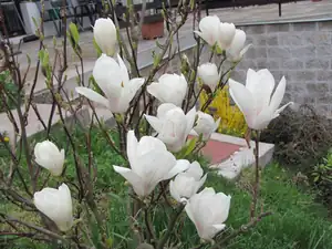 Magnolie