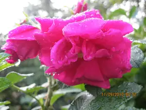 Ranní rosa