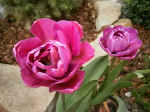 Tulipány