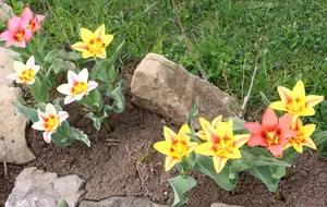 tulipánky...