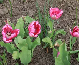 tulipány...