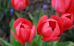 tulipány...