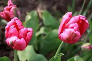 je čas tulipánů...