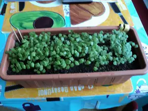 Bazalka prav