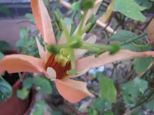 P. aurantia