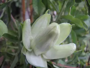 P. caerulea