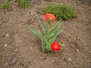 skalkovy tulipanek