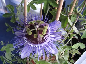 P. Purple Hase