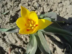 první vykvetlý tulipánek