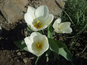 bílé tulipánky