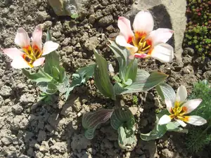 tulipánky