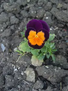 maceška