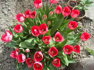 tulipánky