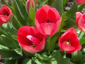 tulipánky