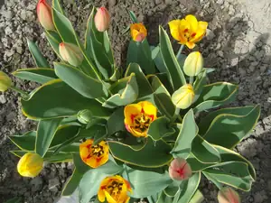 tulipány