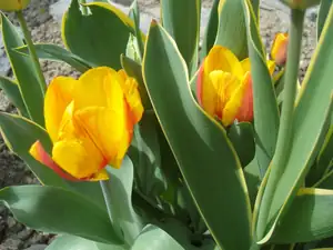 dvojbarevné tulipánky