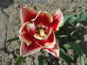 dvoubarevný tulipánek