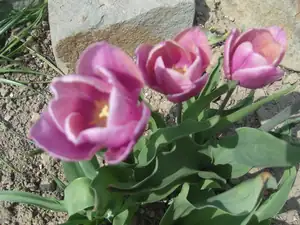 fialkové tulipánky